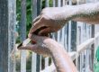 Fence Maintenance