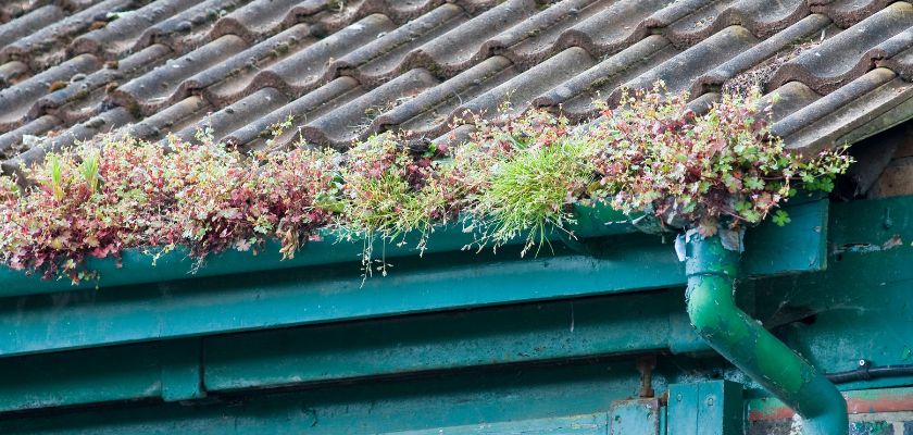 Plant Growth in Gutters